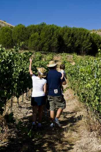Un millón de euros para promocionar la ruta del vino Ribera del Duero 