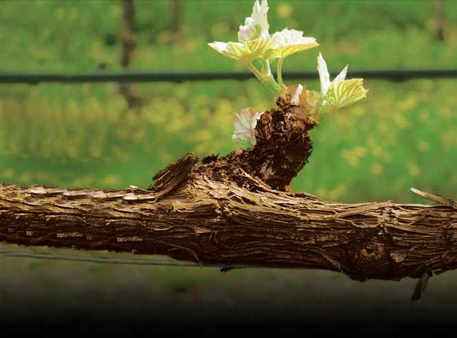Las bodegas de California celebran este abril  la viticultura sostenible