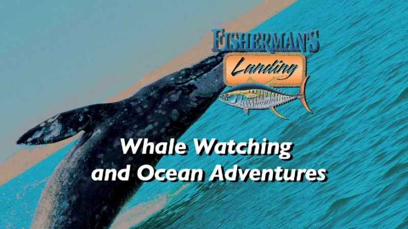 Destino Whale Whatching en la Baha de San Diego 
