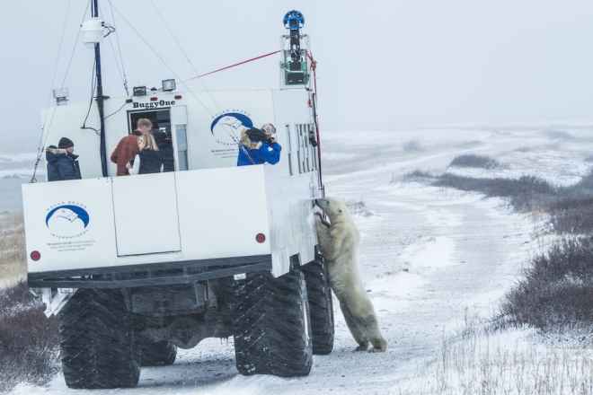 Google Maps alerta sobre el cambio climtico y como afecta al oso polar