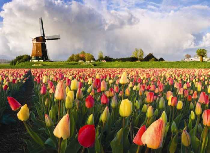 Angela Merkel y la palabra más importante de Holanda con 270000 flores