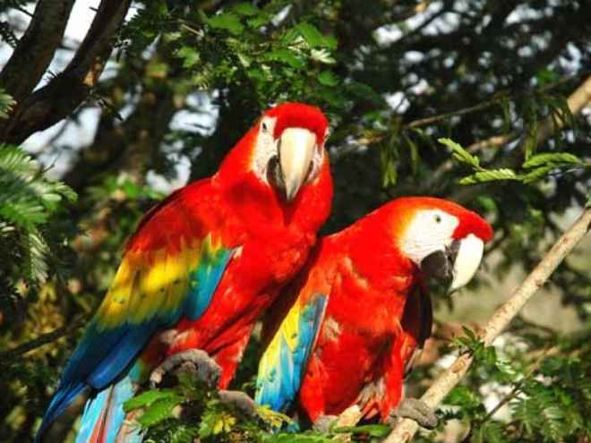 Honduras un paraso para las aves