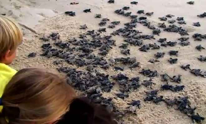Los resorts de  Los Cabos se preparan para las tortugas marinas