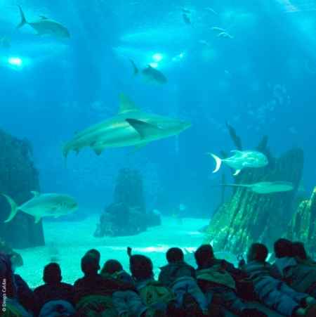 El Oceanário de Lisboa, elegido el mejor acuario del mundo
