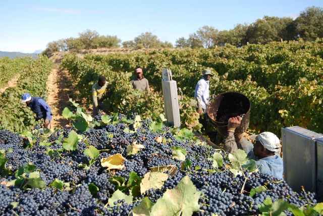 El ritual de recoger uva empieza en Ribera del Duero