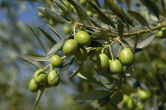 Rioja Alavesa apuesta por el turismo del aceite de oliva