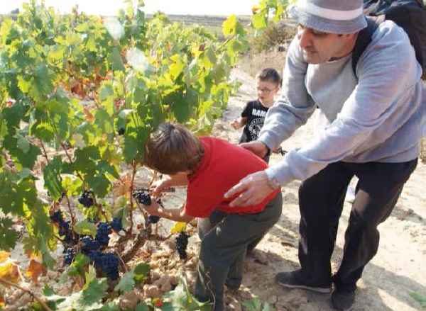 Paisajes de viñedos y bodegas, el enoturismo en Rioja Alavesa