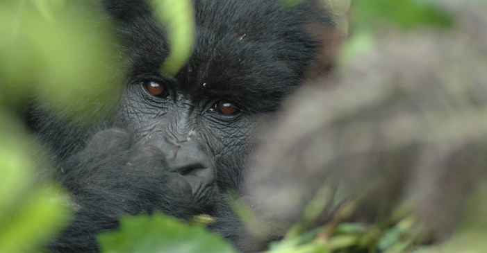 Expedicin fotogrfica a los gorilas de montaa de frica Central