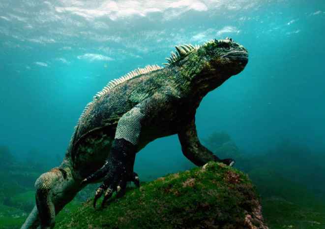 Galpagos 3D Maravillas de la Naturaleza el nuevo documental IMAX