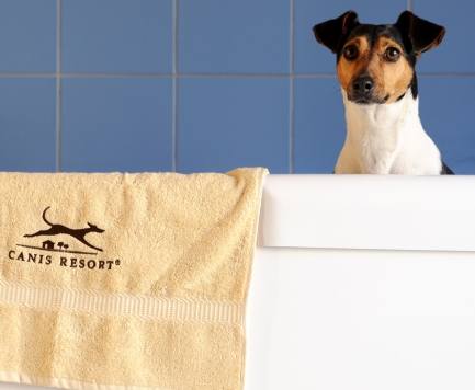 Rumbo selecciona hoteles que admiten mascotas gratis