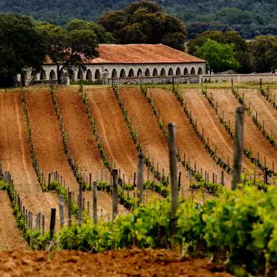 La Ruta del Vino Ribera del Duero es algo ms que solo vino