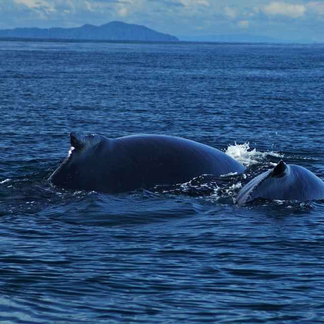 Gua de los  santuarios de ballenas en Panam
